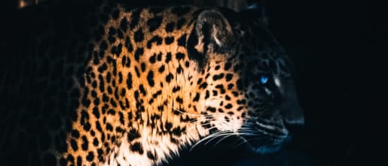Yggdrasil współpracuje z ReelPlay, aby wypuścić Jaguar SuperWays od Bad Dingo