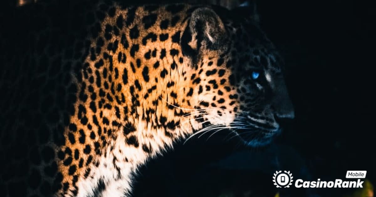 Yggdrasil wspÃ³Å‚pracuje z ReelPlay, aby wypuÅ›ciÄ‡ Jaguar SuperWays od Bad Dingo